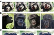 梦见坟地国际最新研究：机器人“打哈欠” 黑猩猩被传染