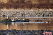 梦见坟地歙县完成安徽首个县域生物多样性调查 共记录物种近4千种